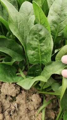 潍坊精品大叶菠菜，叶片绿，棵子粗，表光漂亮