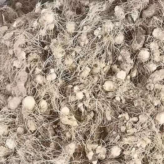 桂阳县湘玉竹
