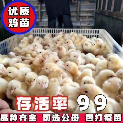 德庆县三黄鸡苗(平台严选店)包防疫 包运输 诚信第一 货到满意付款