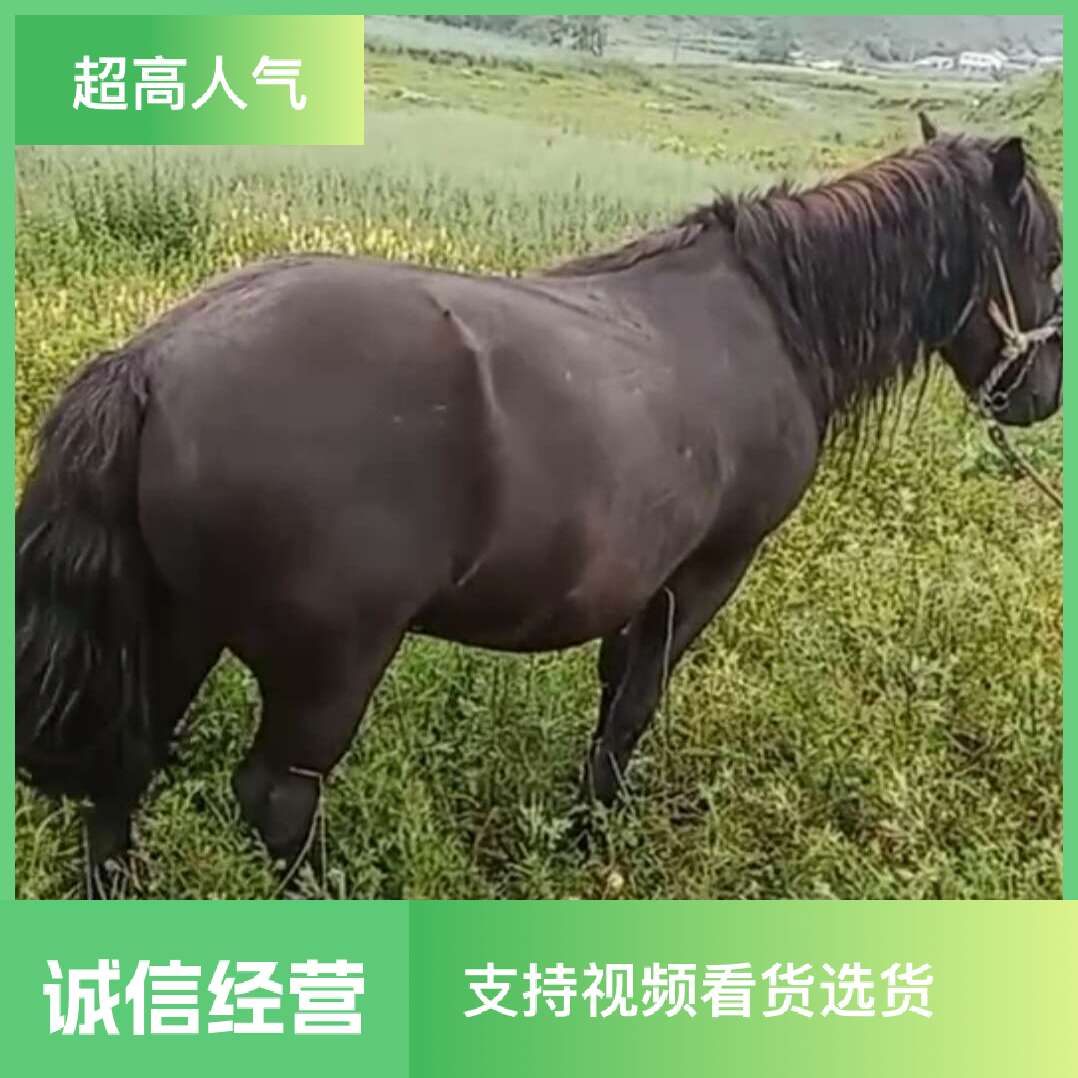 甘肃陇南鲜活牲马直供批发农家自养健康马匹