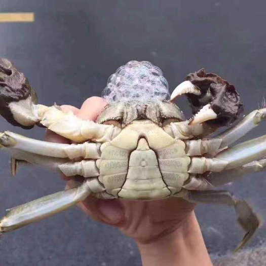 洪湖市洪湖清大闸蟹