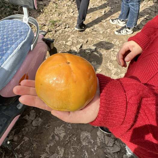 尉氏县阳丰柿子，自家果园，自然成熟，找批发商每年合作