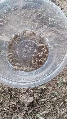 钦州中药材倒退虫