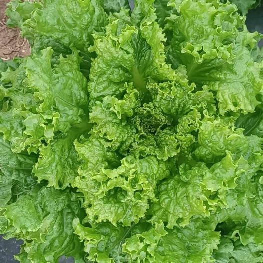 喀喇沁旗生菜