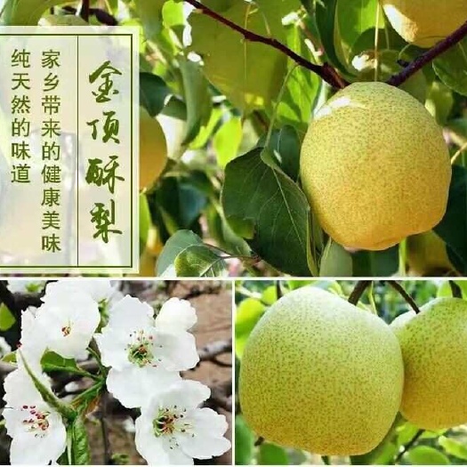 宁陵县宁陵酥梨