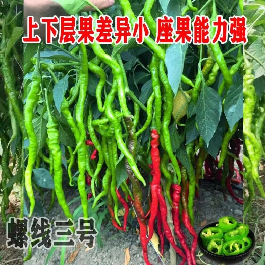 宿迁螺线三号辣椒种子