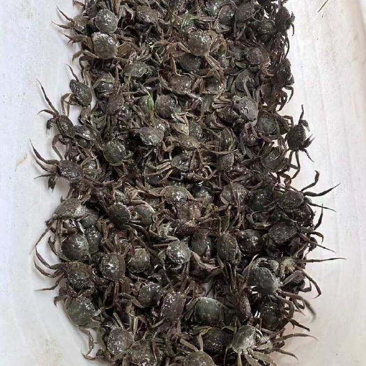 盘锦河蟹 公母大小都有