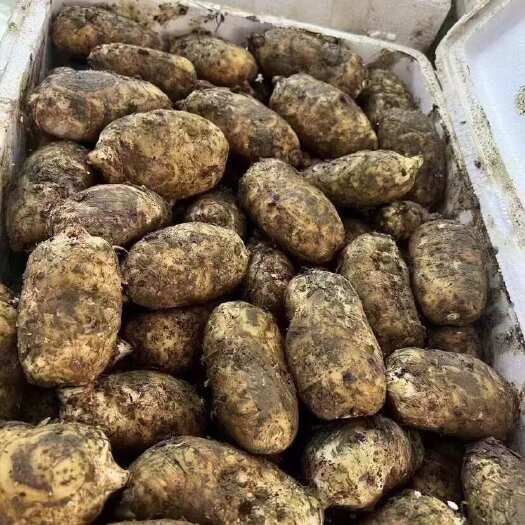 广州新鲜天麻
