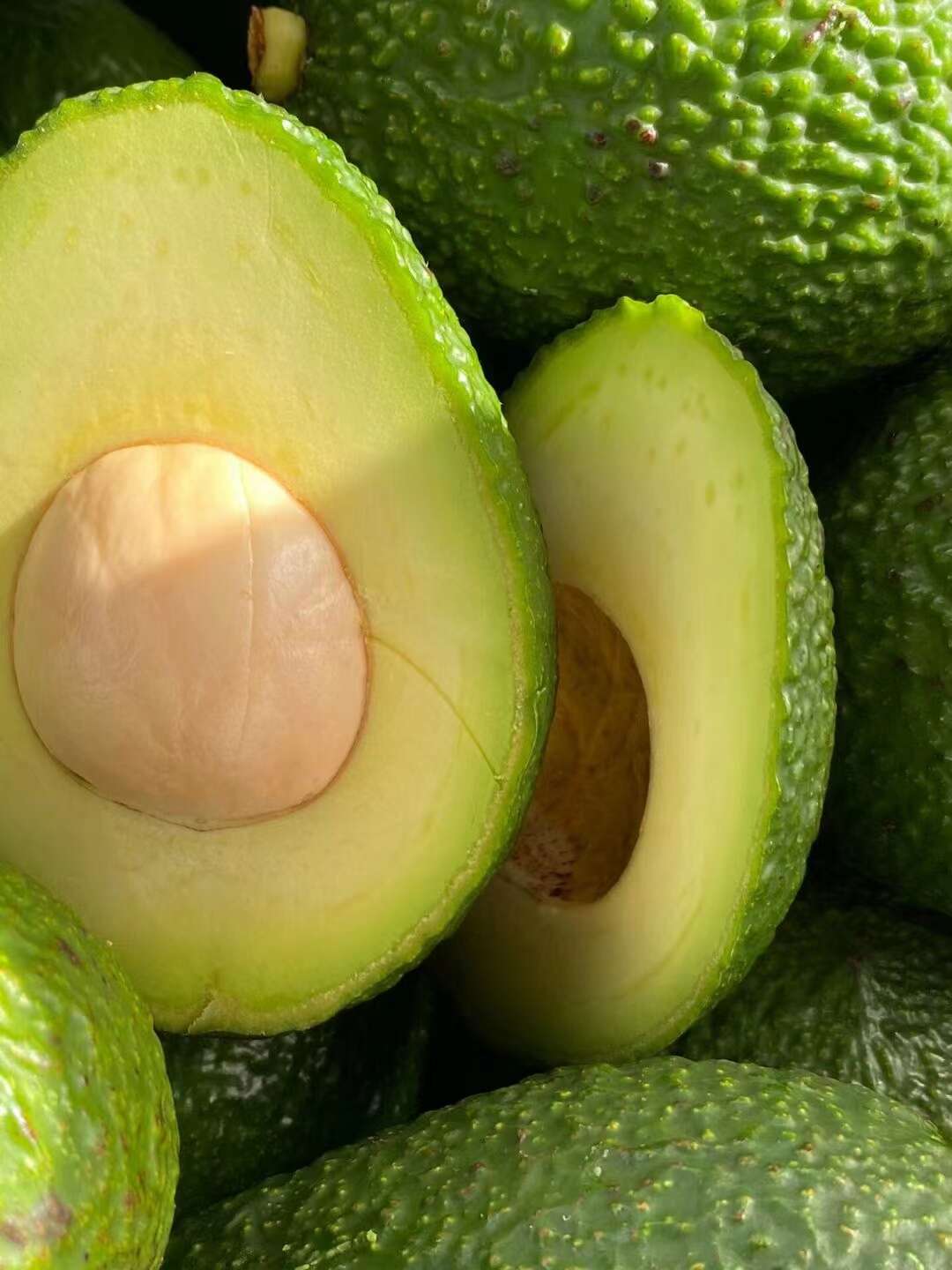 一件代发云南孟连哈斯牛油果新鲜采摘口感顺滑柔软单果190g起