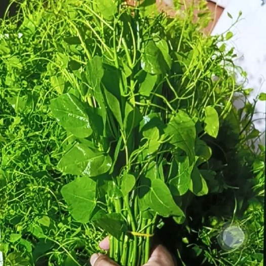 长沙辣木苗，姑娘菜，赤苍滕