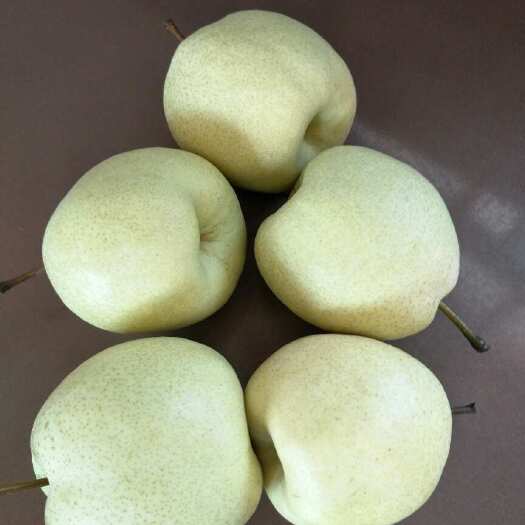 永清县白酥梨，表皮干净整洁，超市档口货源有需要的来
