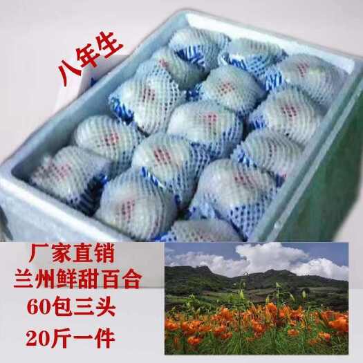 临洮县甘肃兰州临洮甜百合三头皇一斤九个新鲜采挖根茎类蔬菜产地发货