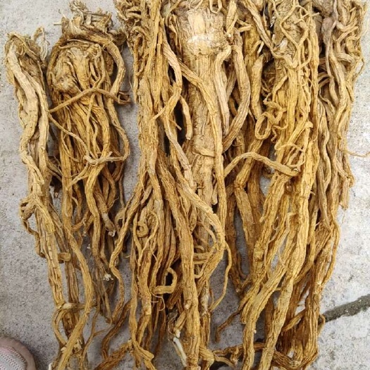 陇西县独活