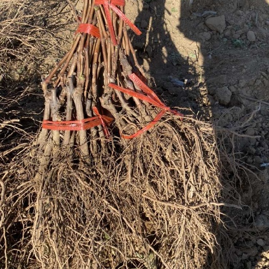 昌黎县南太湖特早博尔特黑皇新郁金蜜A09奥菲莉亚嫁接苗扦插苗