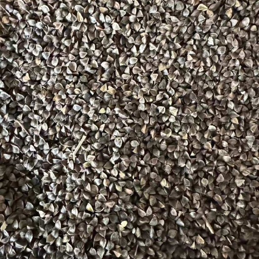俄罗斯农产品，优质甜荞麦量大优惠