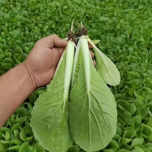 南通小白菜，快白菜，杭白菜