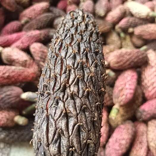 厚朴果