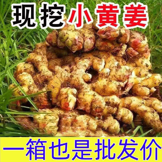 云南小黄姜新鲜现挖生姜老姜嫩姜特级月子姜整箱批发