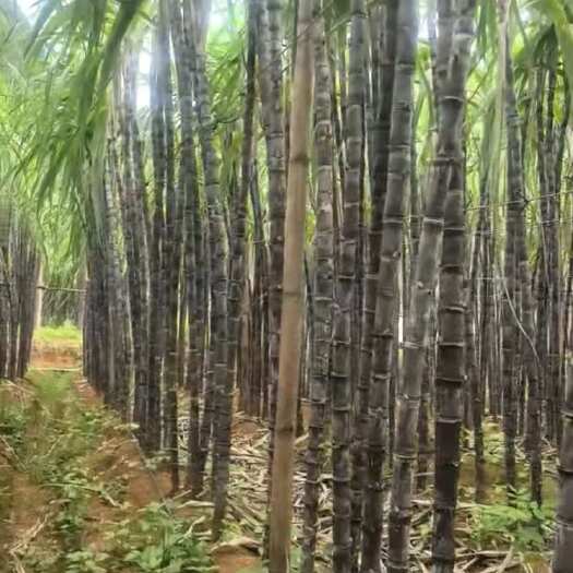 耒阳市广西甘蔗大量直销批发