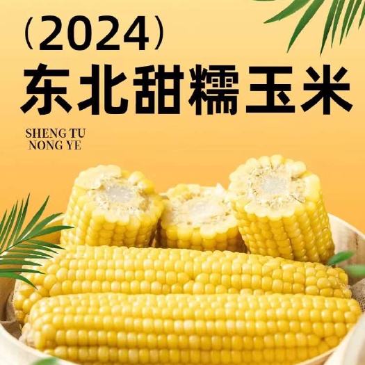 松原东北粘糯玉米(一件代发)包装随机