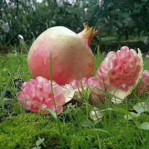 红河县禄籽