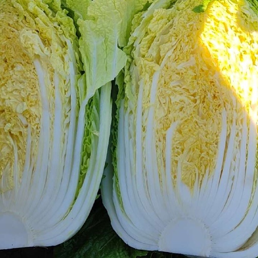 石家庄黄心大白菜 净菜