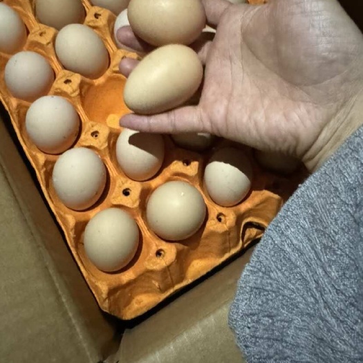 昆明云南黑毛鸡蛋高原绿壳蛋量大