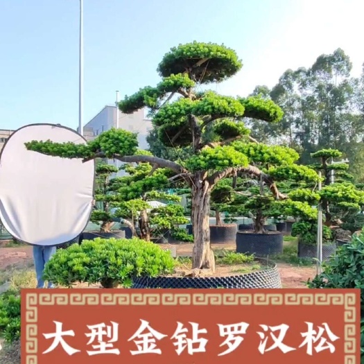 东莞市金钻罗汉松精品造型地景、大盆景