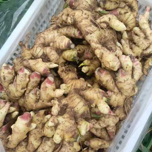 昌乐县刚出地的鲜姜