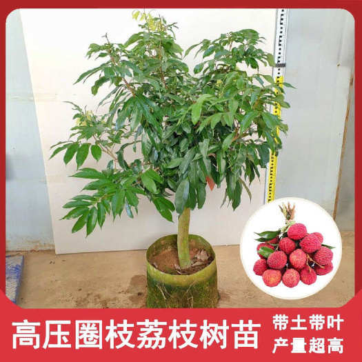 灵山县妃子笑荔枝高压苗广西苗圃基地直销带土带叶发货品种保证一手货源