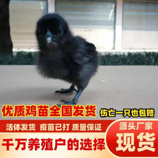 长葛市五黑鸡苗(推荐优质商家) 诚信信誉至上包质 包量 包售后