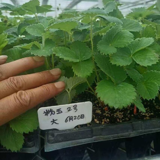洱源县2025年粉玉草莓穴盘一代种苗，粉色草莓穴盘苗种苗