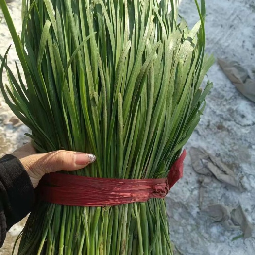 精品打捆韭菜，大叶韭菜。