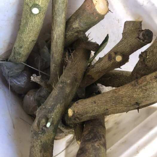 广州广东广州增城香水柠檬苗