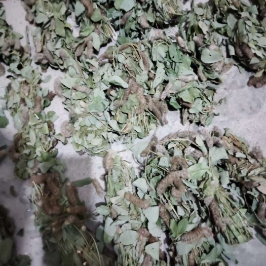 连州市狸尾草