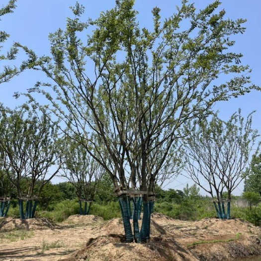 南京朴树 丛生朴树 5杆15公分丛生朴树