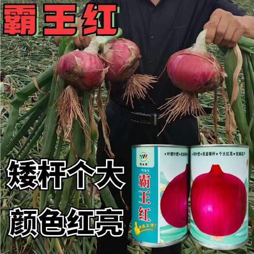 紫皮洋葱种子霸王红洋葱种子 红家园紫皮洋葱种子