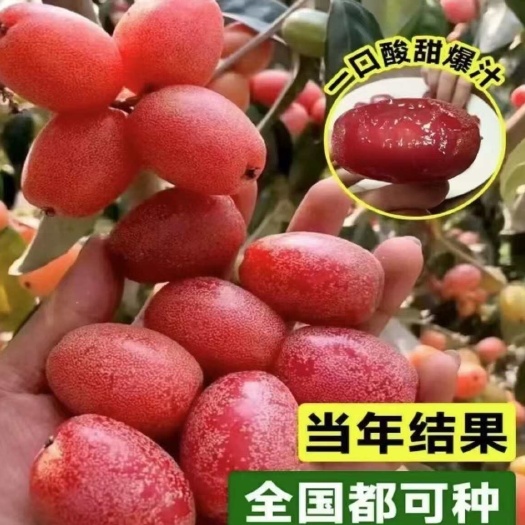 灵山县羊奶果树苗特大果形结果快德甜二号胡颓子带土带叶发货的当年结果