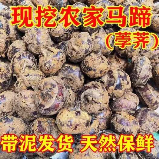 贵港毛马蹄