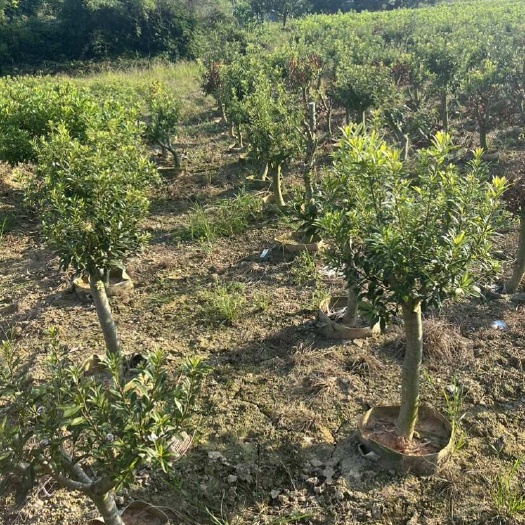 靖州县乌梅杨梅树苗湖南基地直发优质果苗批发