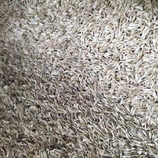 生菜籽散叶玻璃种，品质优