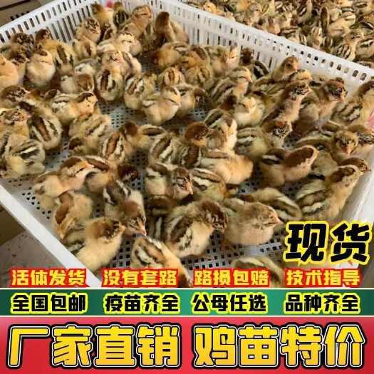 吉水县麻鸡苗(推荐优质商家) 诚信信誉至上包质 包量 包售后