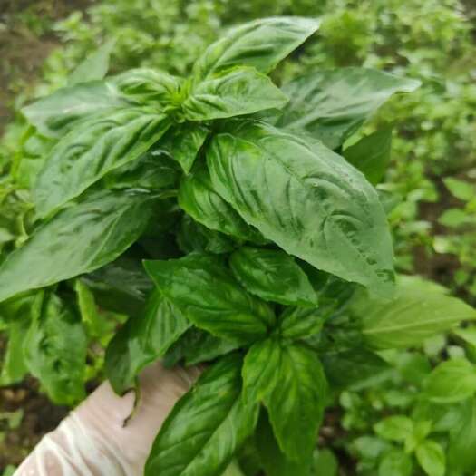 饶平县新鲜大叶甜罗勒叶食用披萨草意大利绿叶罗勒酱青酱西餐调料商用