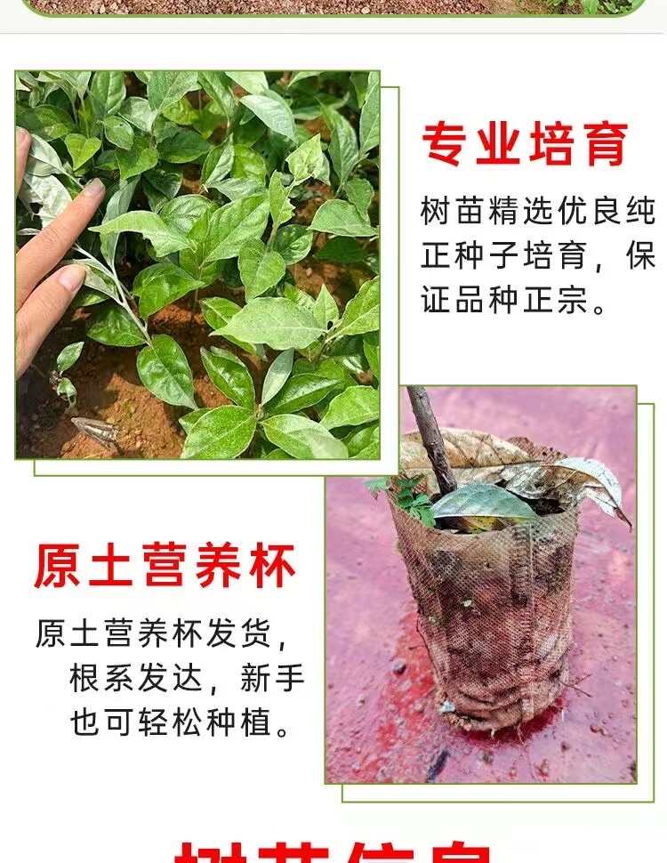 羊奶果树苗特大果形结果快德甜二号胡颓子带土带叶发货的当年结果