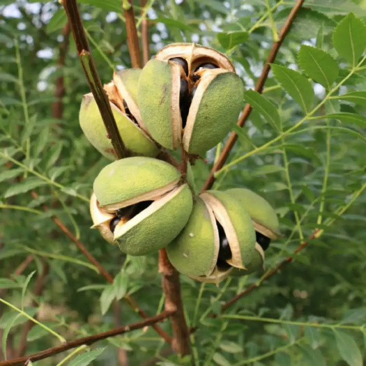绛县苗圃直发，文冠果苗，规格齐全