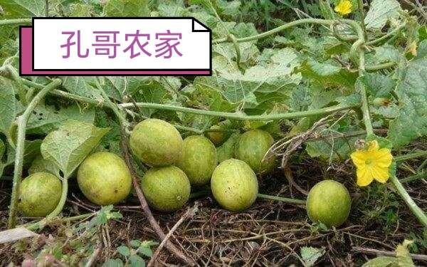 安阳野生 马泡瓜 新鲜当季小野瓜 野香瓜 小灵瓜马宝瓜