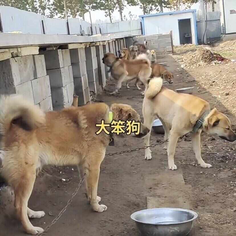 土狗家养大型土狗健康农村看家护院犬中华田园犬大黄肉食狗大型犬