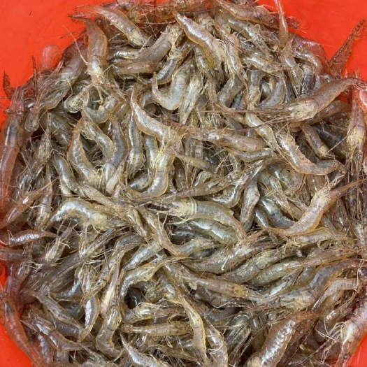 凤庆县云南临沧小河虾鲜活冷冻淡水虾新鲜捕捞小白虾青虾小明虾鲜虾