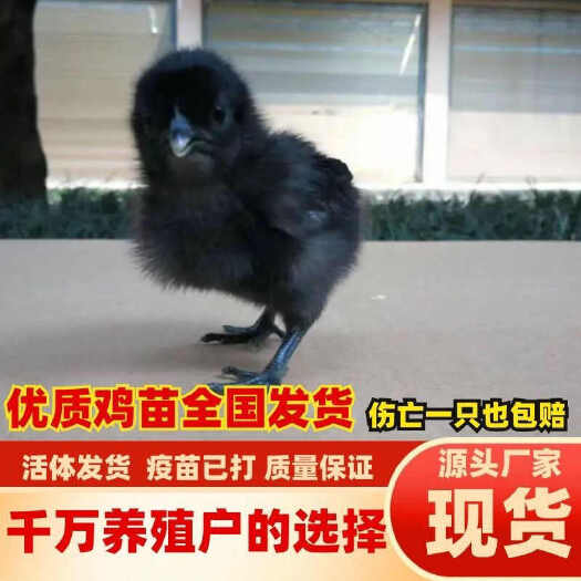 新田县五黑鸡苗(推荐优质商家) 诚信信誉至上包质 包量 包售后
