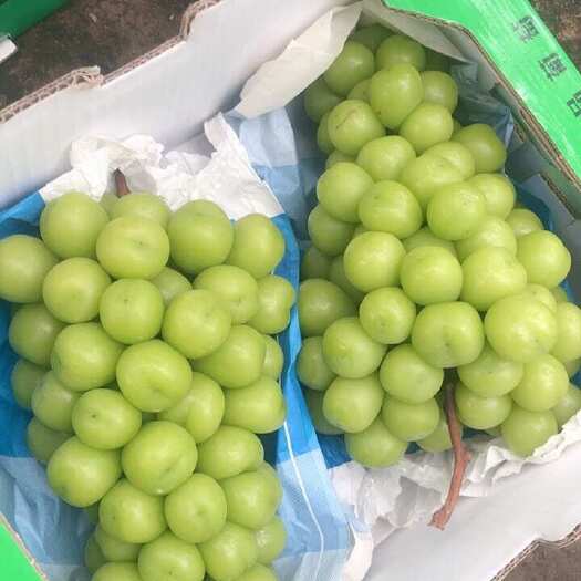 晋州市阳光玫瑰葡萄